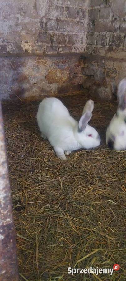 Króliki hodowlane Dąbrowa Górnicza