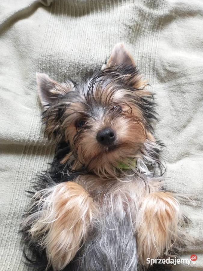 miesięczny york już samodzielny odchowany Wrocław sprzedam