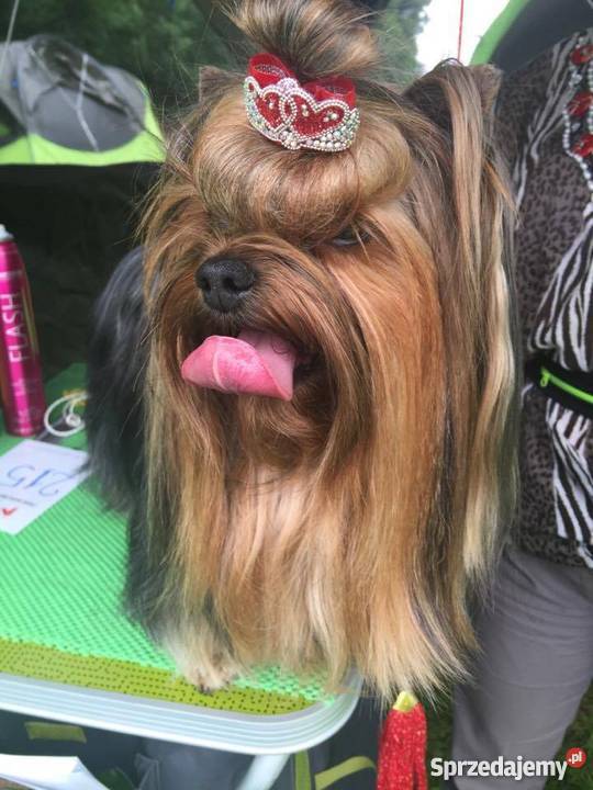 Szczenięta Yorkshire Terrier z rodowodem FCIZKwP Dąbrowa Górnicza sprzedam