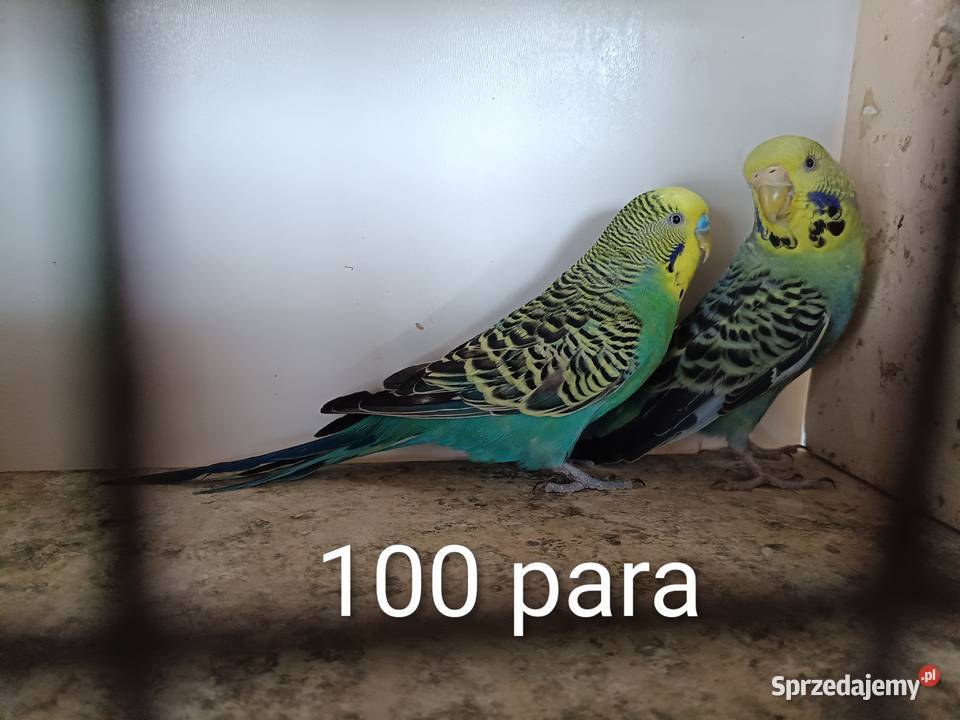 Papugi faliste teksasy tęczowe helikopter śląskie Lubliniec