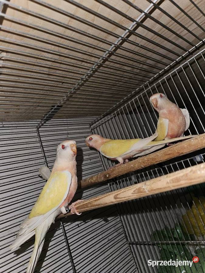 Lilianka Lutino wielkopolskie Gniezno