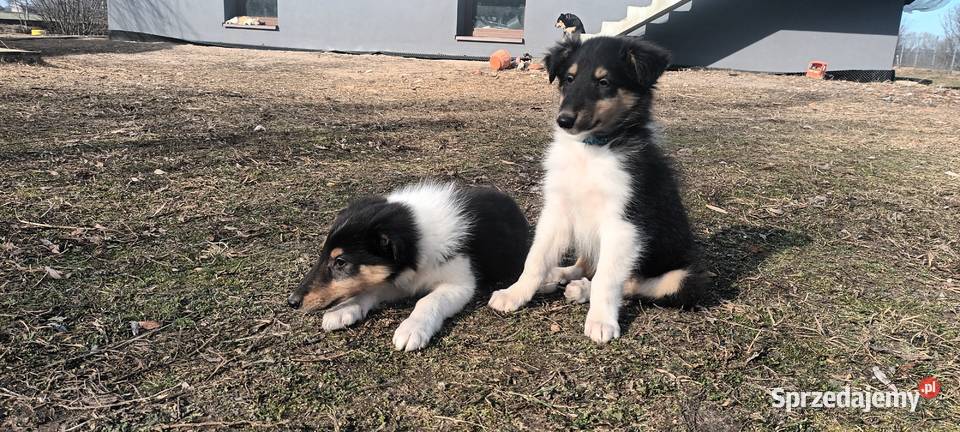 Szczenięta Owczarek szkocki Łuków