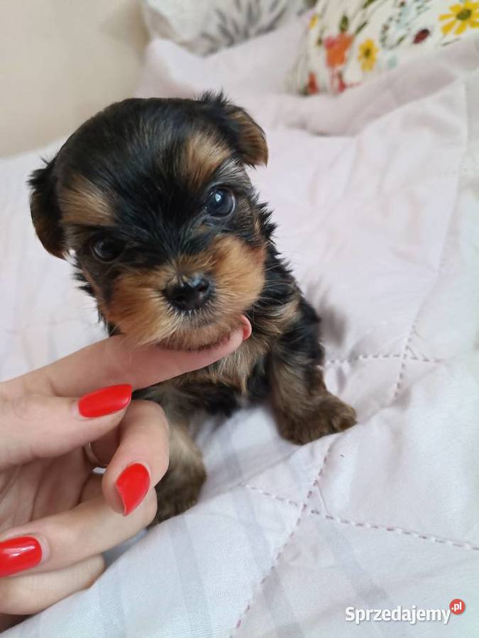 York Terrier Mini Wilków