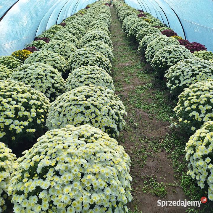 Chryzantemy producenta Małkinia Górna sprzedam
