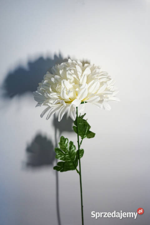 Chryzantema w kolorze białym Częstochowa