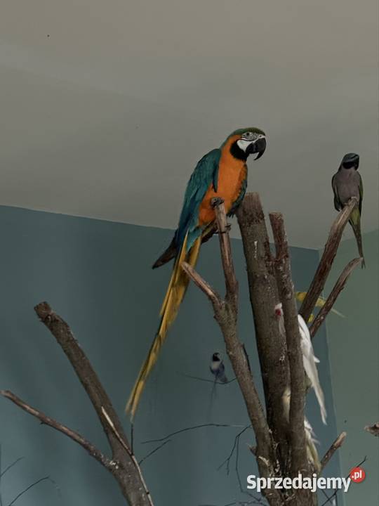 Ara z DNA Ptaki łódzkie Łask