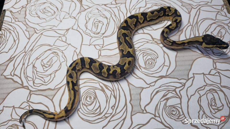 Wąż pyton królewski python regius samiec Gady i płazy Wrocław
