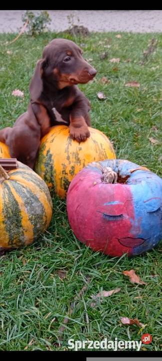 Jamniki brązowe 2 Garbów sprzedam