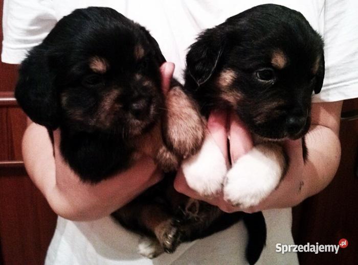 Szczeniaki beagle pół rasowe PODKARPACKIE Psy Ruda Różaniecka