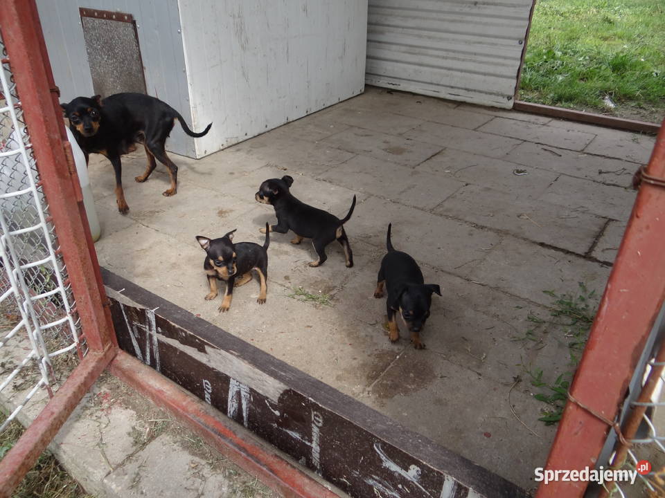 Pinczer ratlerek ratlerki miniaturka mazowieckie Wierzbica