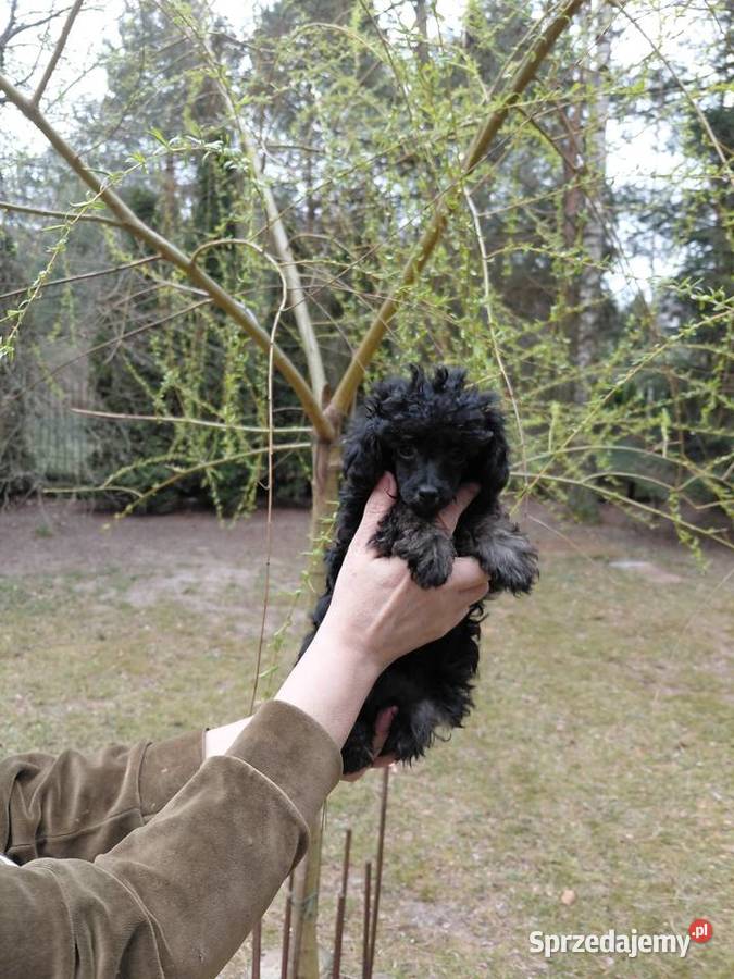 Pudel toy suczka phantom sprzedam