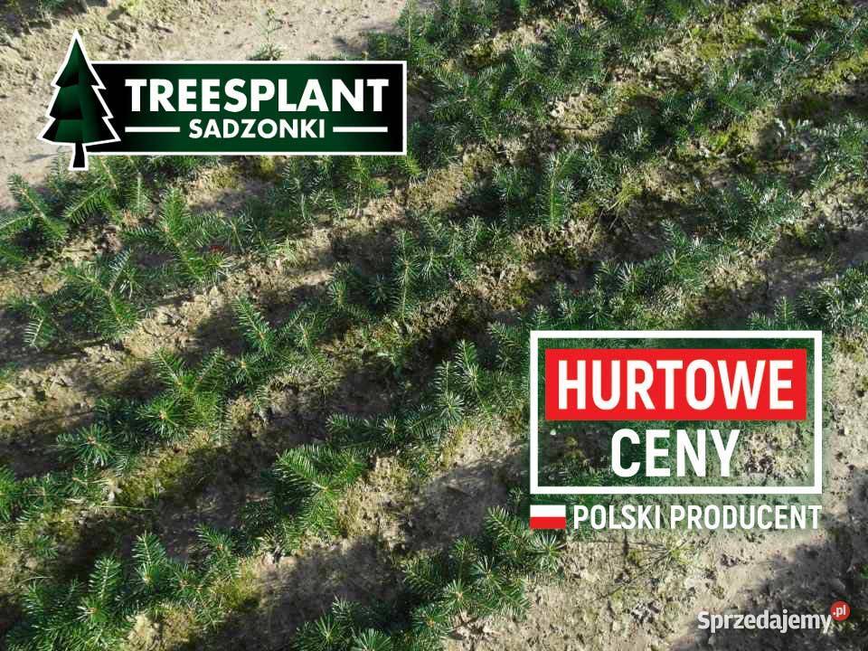 Jodła kaukaska Kaukazka Sadzonki Świerk HURT Kielce sprzedam