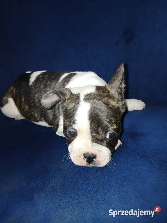 Buldog francuski piesek Przeczów