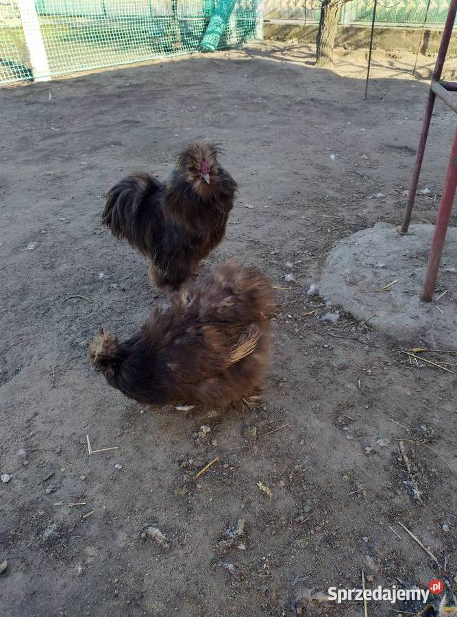 Sprzedam kury silki Biała Podlaska
