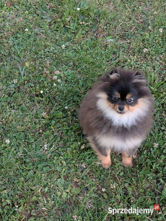 Pomeranian szpic miniatorowy małopolskie Wieliczka