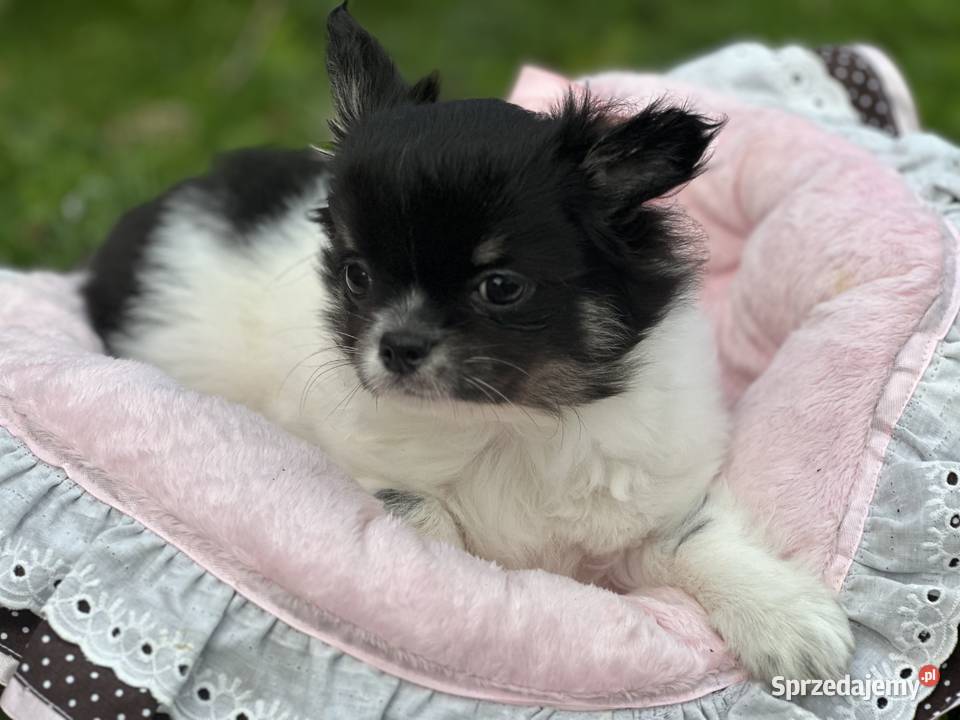 Chihushua długowłosy