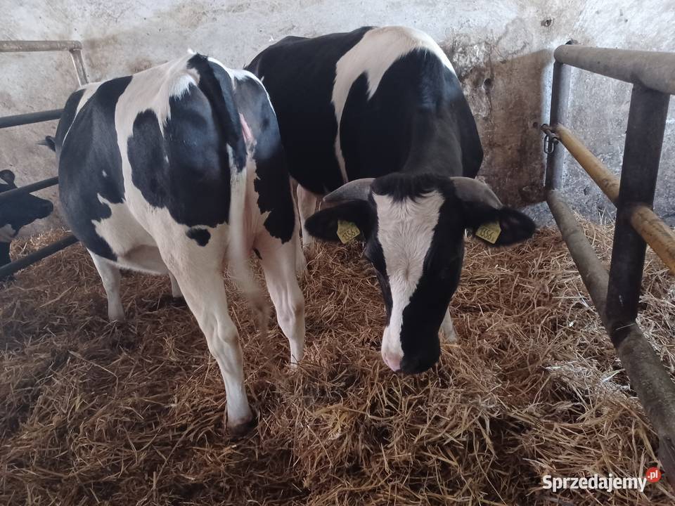 Jałówki cielne na wycieleniu wielkopolskie Ostrów Wielkopolski