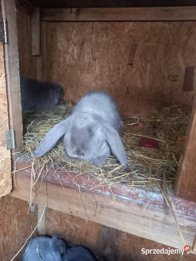 Królik baran francuski niebieski i lawendowy Zwierzęta Szczucin sprzedam
