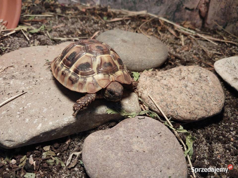 Żółw grecki Reda
