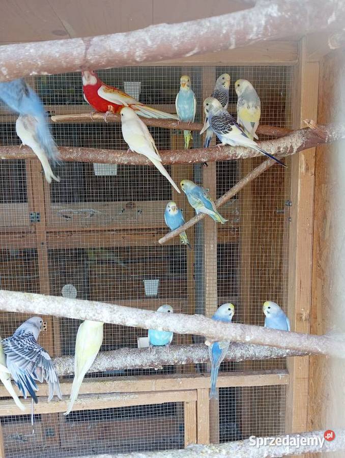 Papugi faliste papużki faliste piękne kolory Jasło