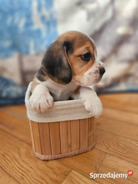 Beagle szczenięta championie Mińsk Mazowiecki
