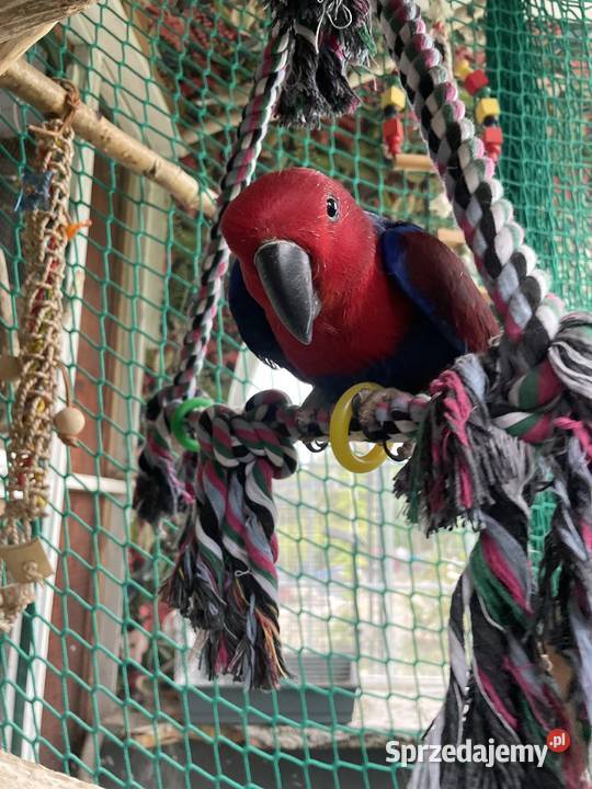 PAPUGA Lora wielka samiczka 6 lat Niwiska