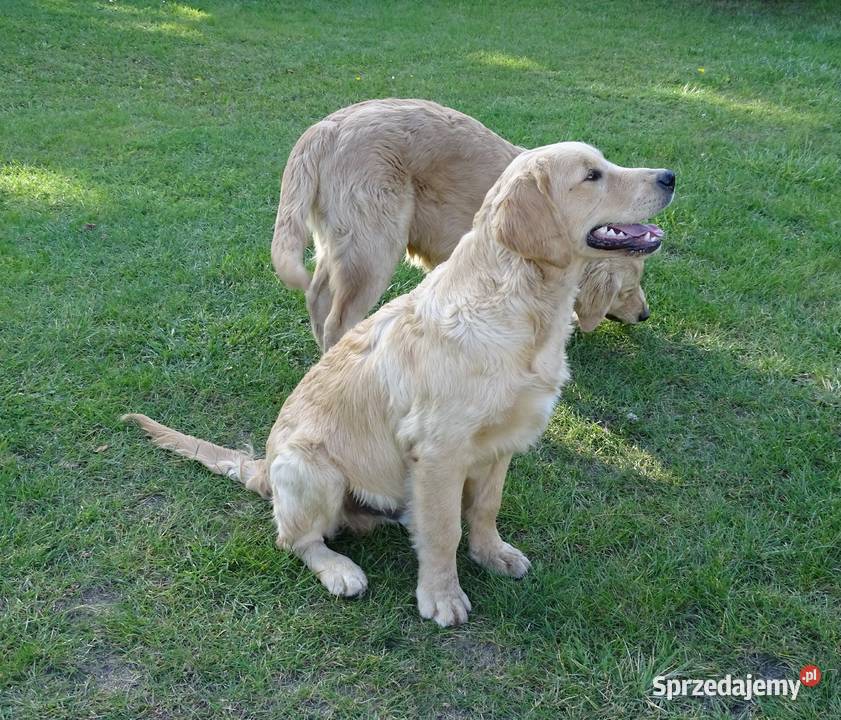Golden retriever mazowieckie Przysucha