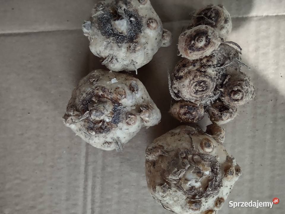 Kalla Zantedeschia Kadłub