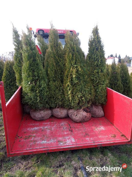 Tuje szmaragd Kopane z gruntu Piękne i zielone Błonie