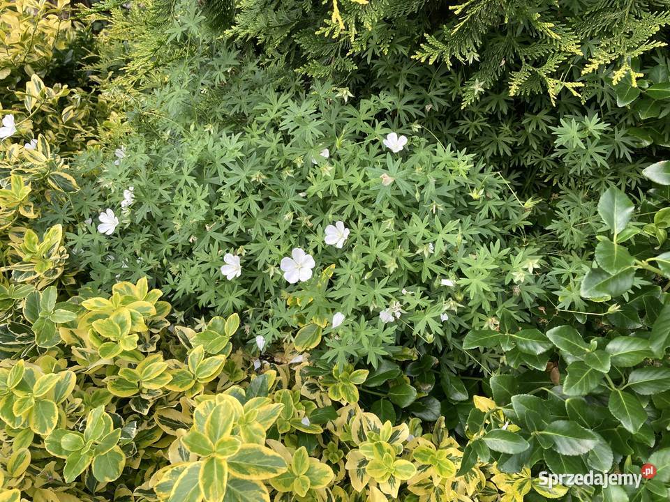 Bodziszek biały Geranium sanguineum Album Rabatowe Lublin