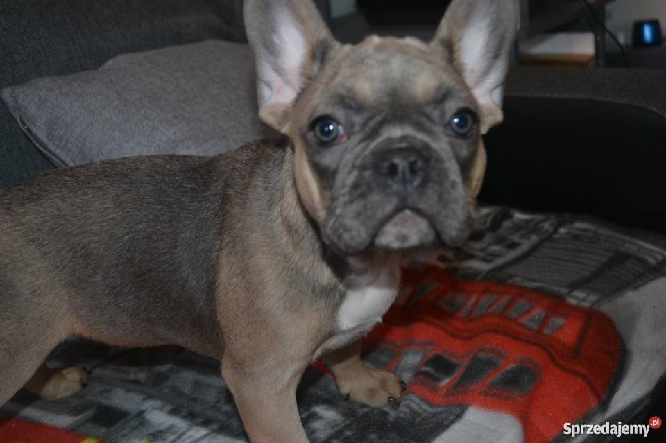 Buldog Francuski Płowe i SABLE Psy sprzedam