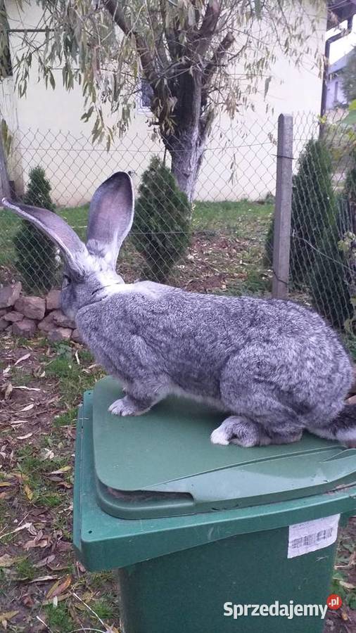 Olbrzymy Belgijskie BOSS Łagów