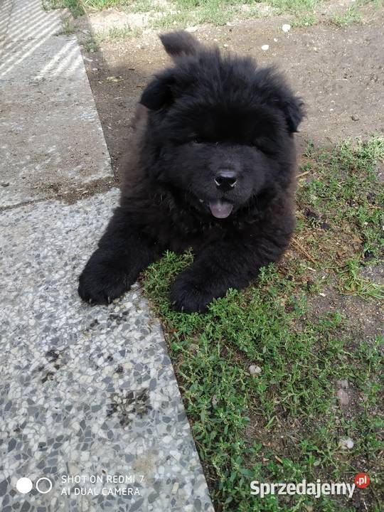 chow chow Łomża