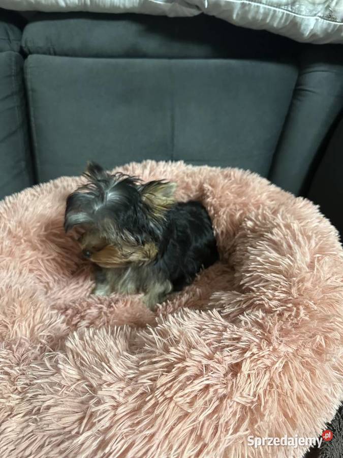 Yorkshire Terrier Wrocław