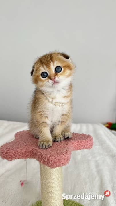 Kotka Szkocka złota zwisłoucha Scottish fold
