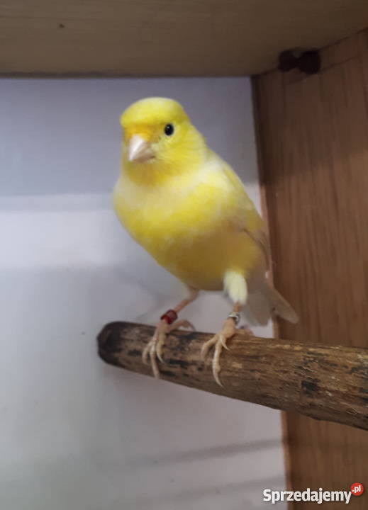 Kanarek kanarki żółty samiec Ptaki Nasielsk
