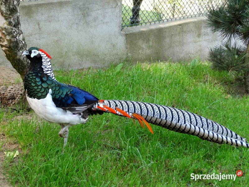 Sprzedam Bażanty Diamentowe Bażant z 2025 Samce Ptaki Ptaki wielkopolskie Gostyń
