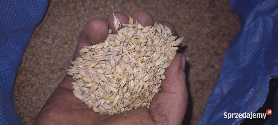 Jęczmień przesiany czyszczony sprzedam