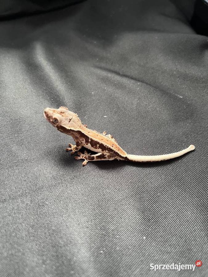 Gekon orzęsiony ciliatus crested gecko