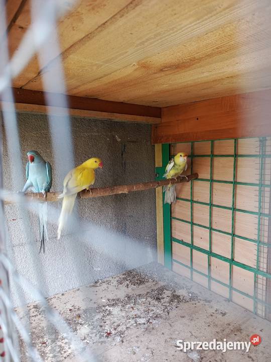 Aleksandretty samice Pszów