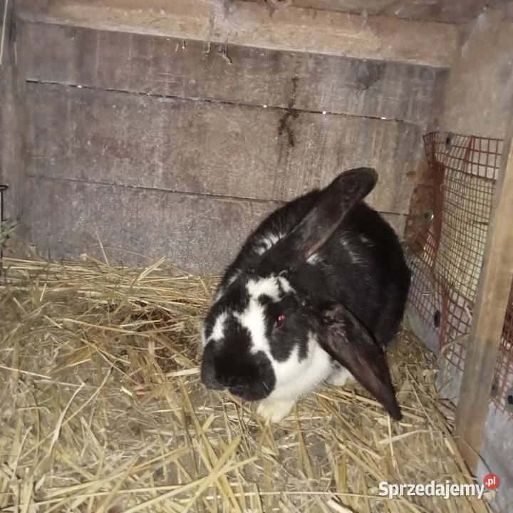 Sprzedam młodego królika samca