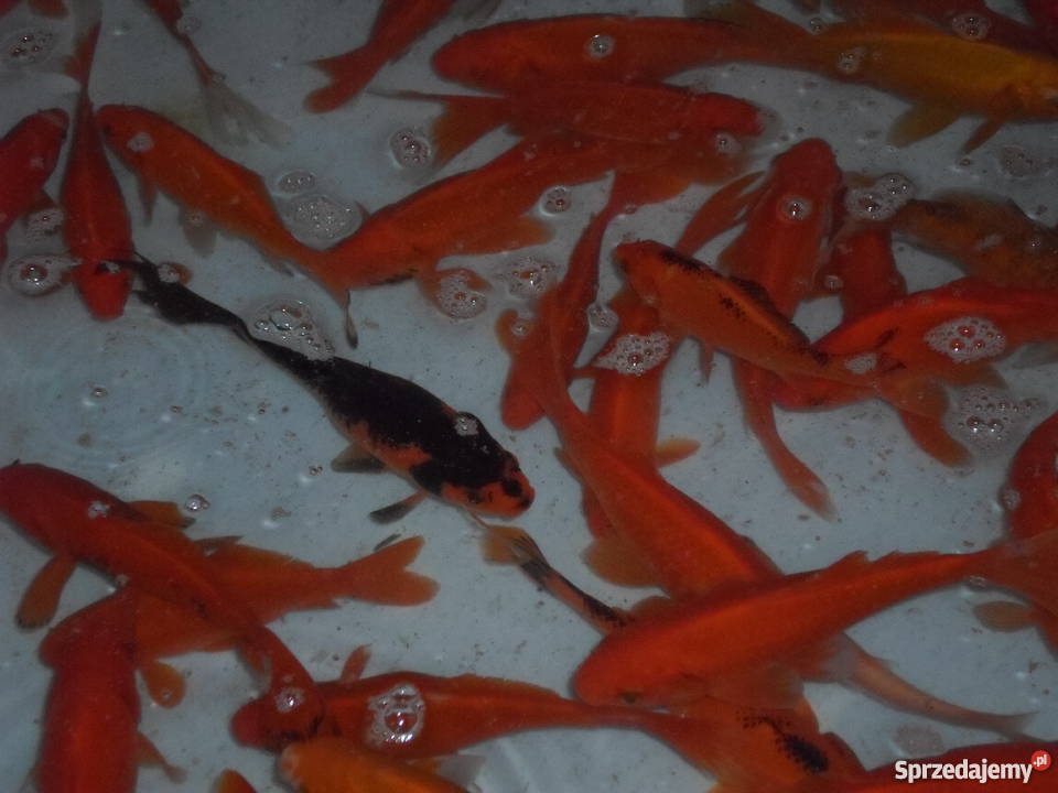 ORFA KARAŚ KARP AMUR TOŁPYGA JESIOTR KARAŚ Łódź