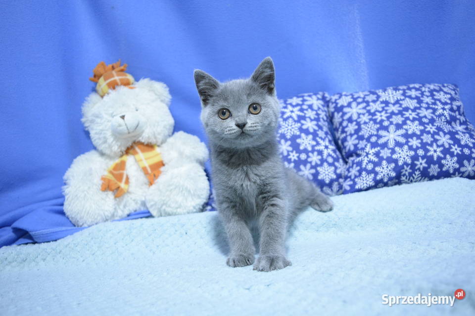 Kociaki brytyjskie na Gwiazdkę Ciechanów