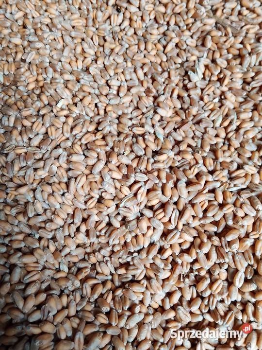 Pszenica ozima Depot Alegoria Banatus małopolskie Dębno