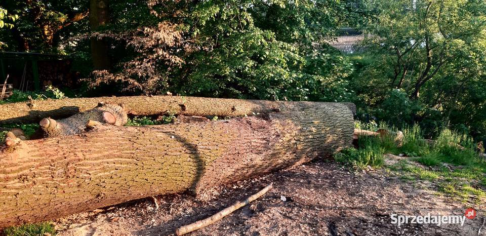 Kłody Dębowe zdrowe niesezonowane ponad 7 m3 Pozostałe