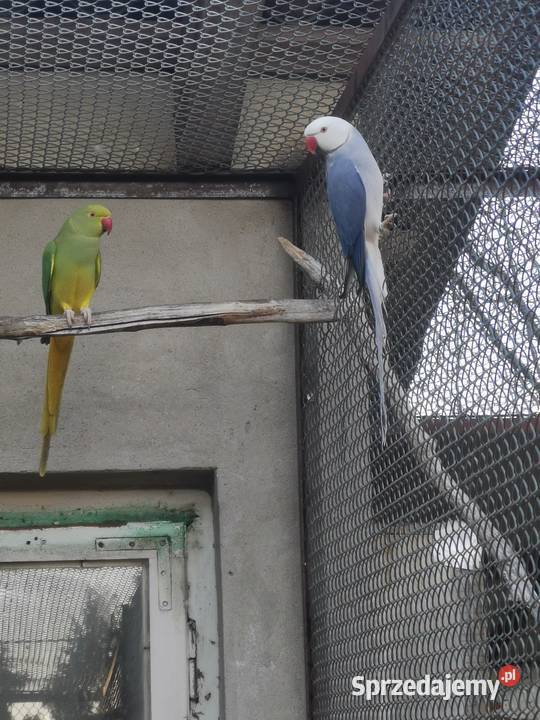 Aleksandretta obrożna samica Ptaki Rypin