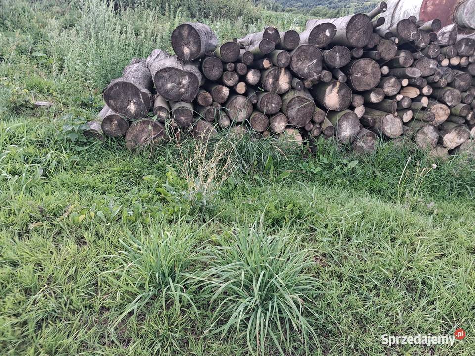 Drewno lipowe podkarpackie