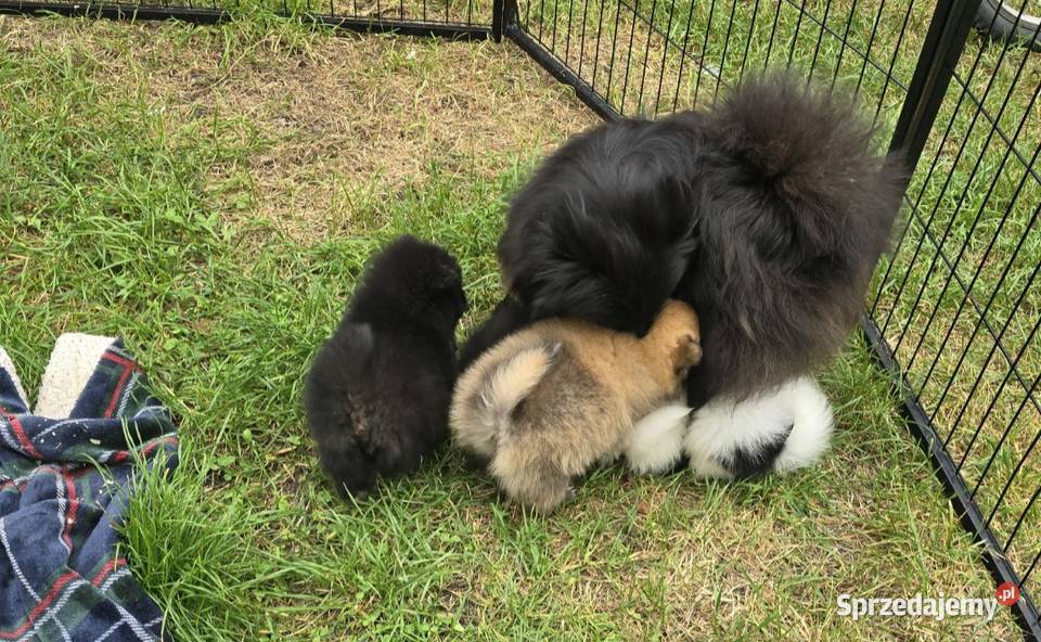 Szpic miniaturowy pomeranian Tarnów