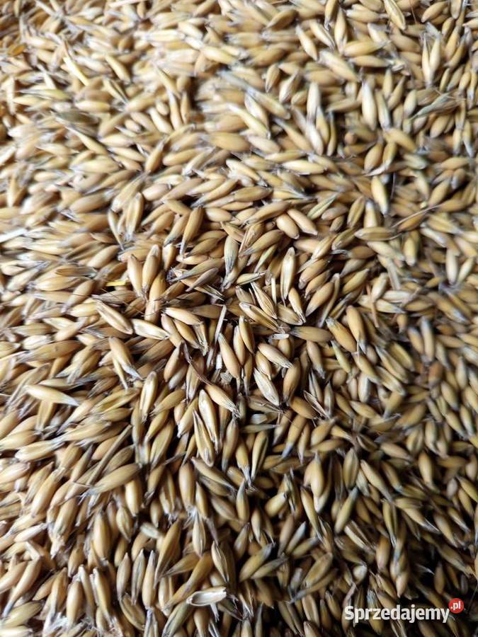 OWIES zwyczajny refleks