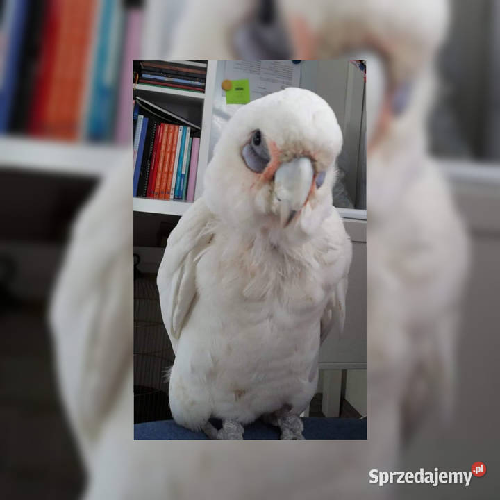 Kakadu sinooka Głogów